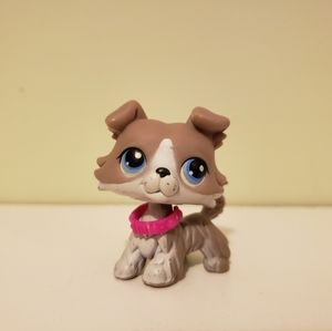 Authentic collie #67